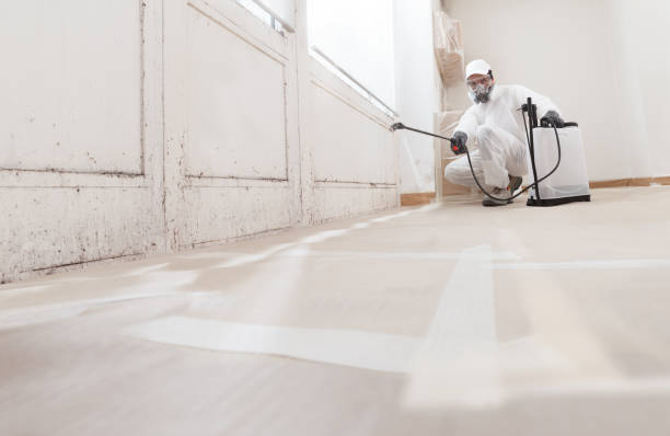 Black mold remediation team in South Boston